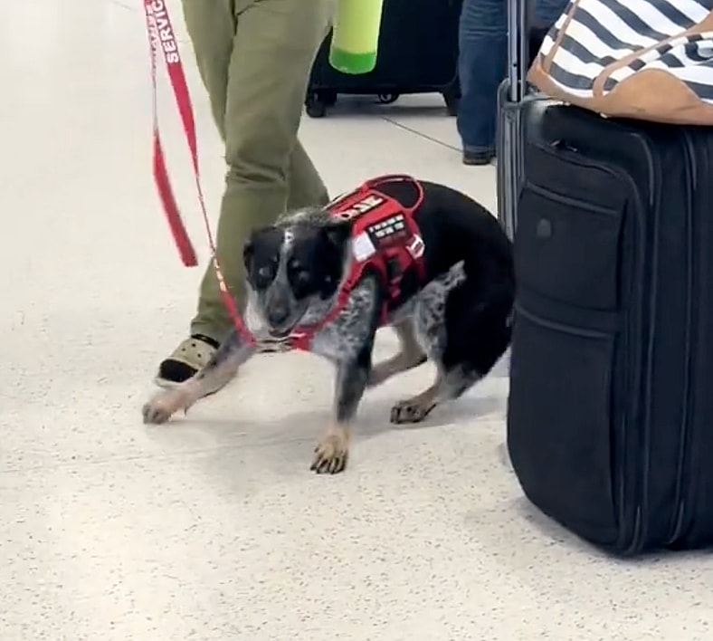 Service Dog's Reaction to Airport Reunion